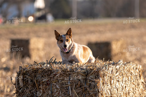 Farm Dog on Corn Bale 50452