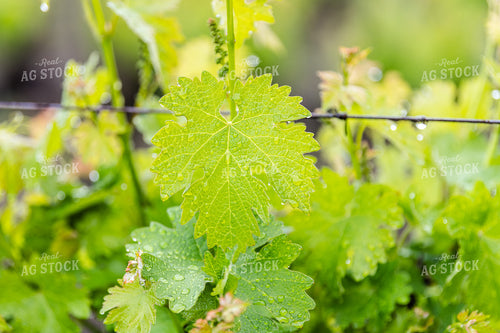 Vineyard Grape Production 107060