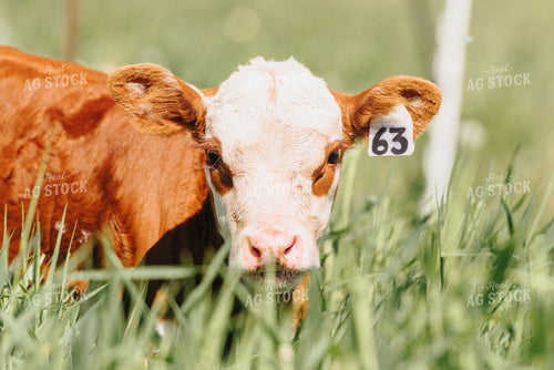 Hereford Calf in Pasture 68061