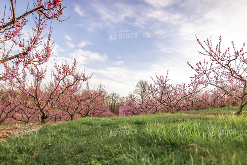 Apple Blossoms 270037