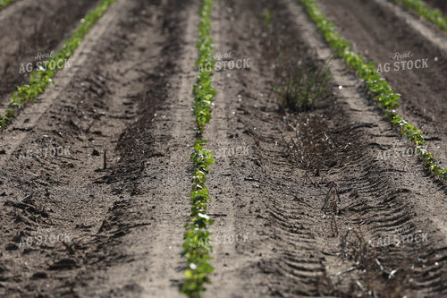 Early Growth Cotton 265008