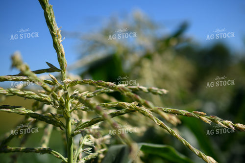 Sweet Corn Tassel 191192