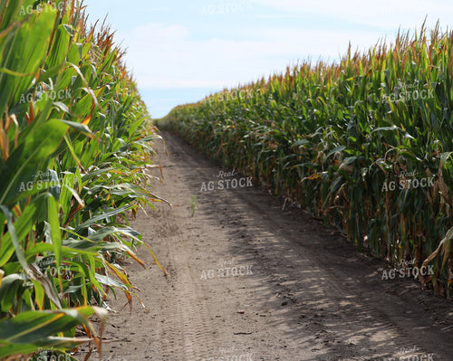 Mid-Season Corn Field 141774