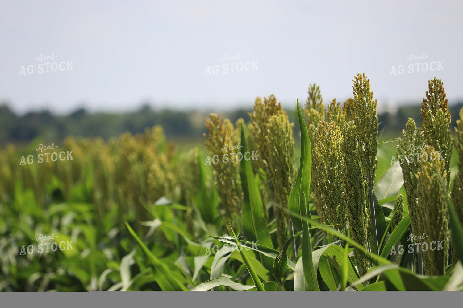 Flowering Sorghum 102025