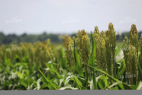 Flowering Sorghum 102025