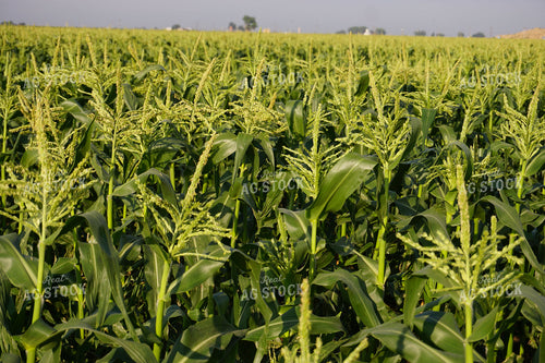 Corn Tassel 148005