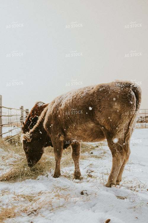 Charolais Cow 61147