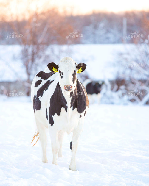 Holstein Cow in Pasture 55175