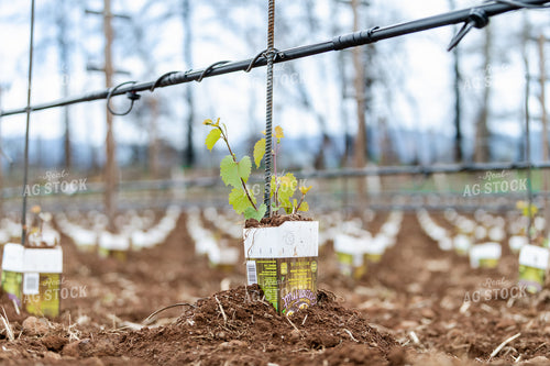 Vineyard Grape Production 107021