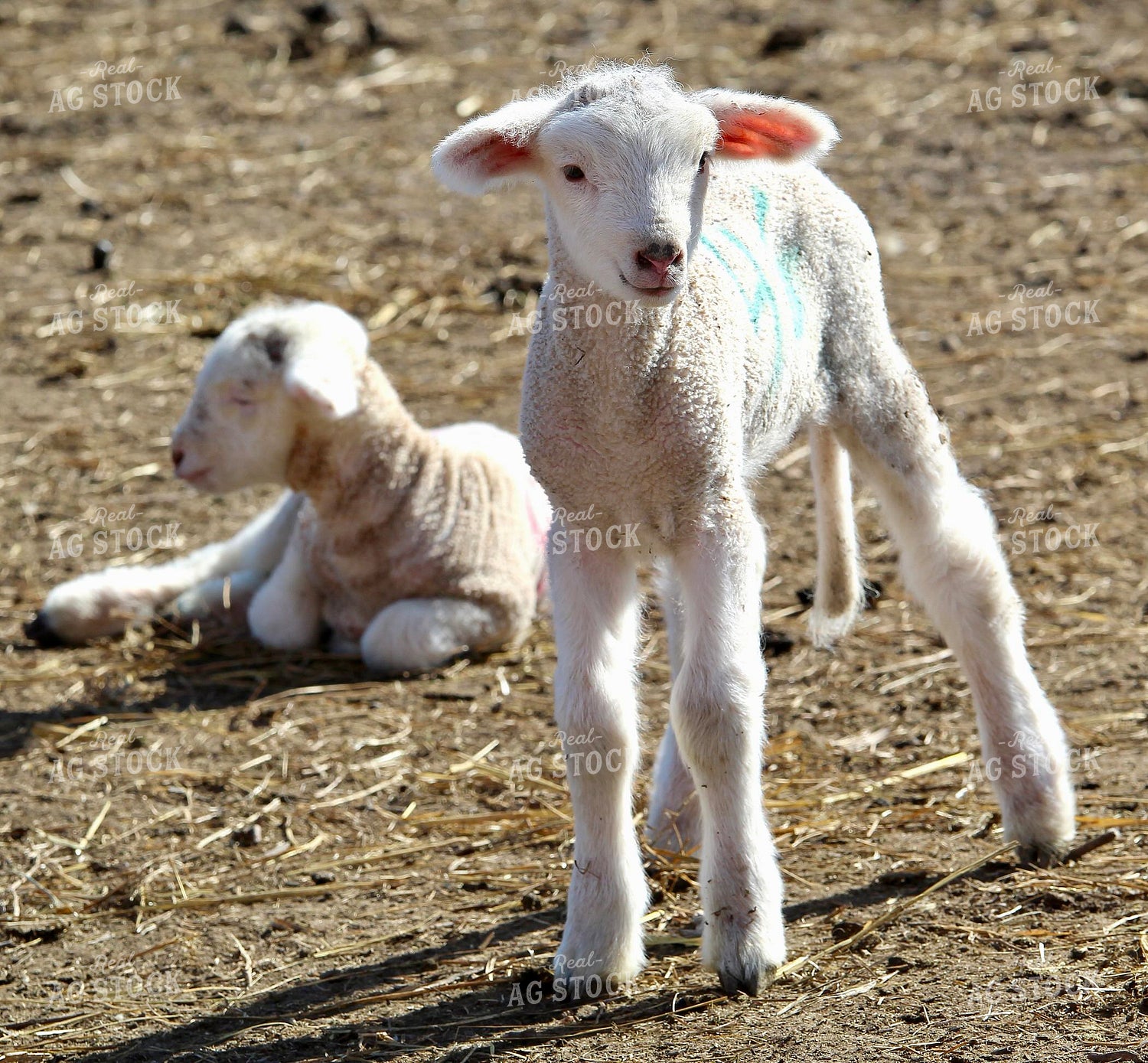 Lambs 141507