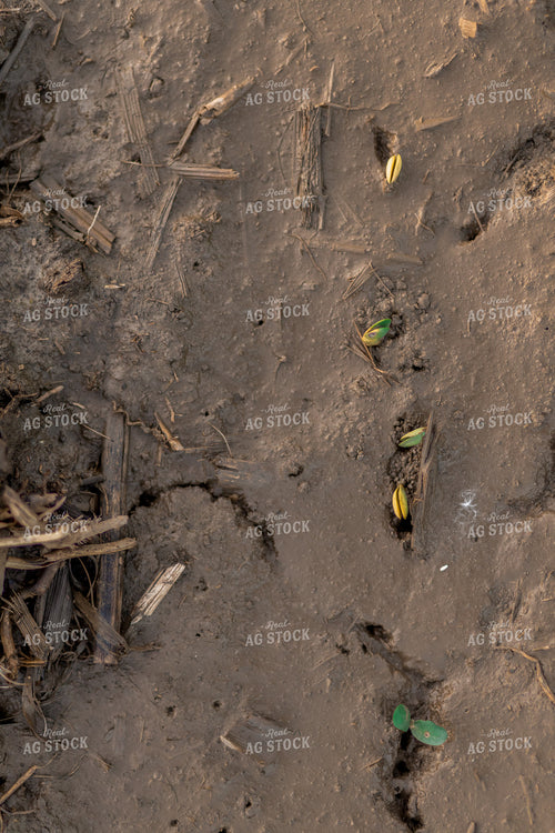 Early Season Soybeans 93268