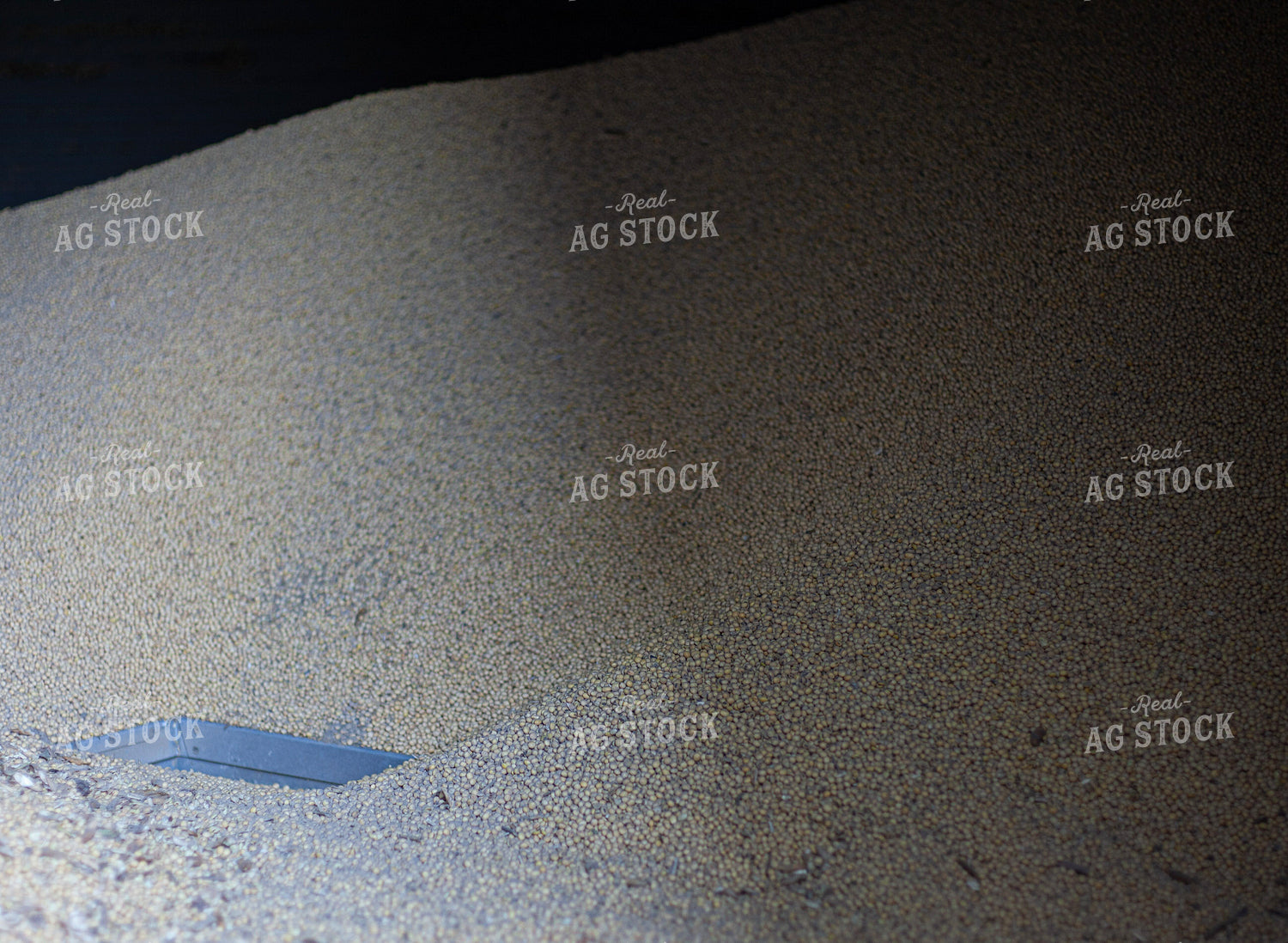 Soybeans Insde Grain Bin 132158