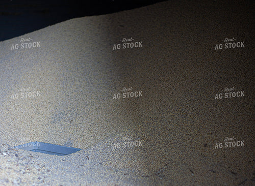 Soybeans Insde Grain Bin 132158