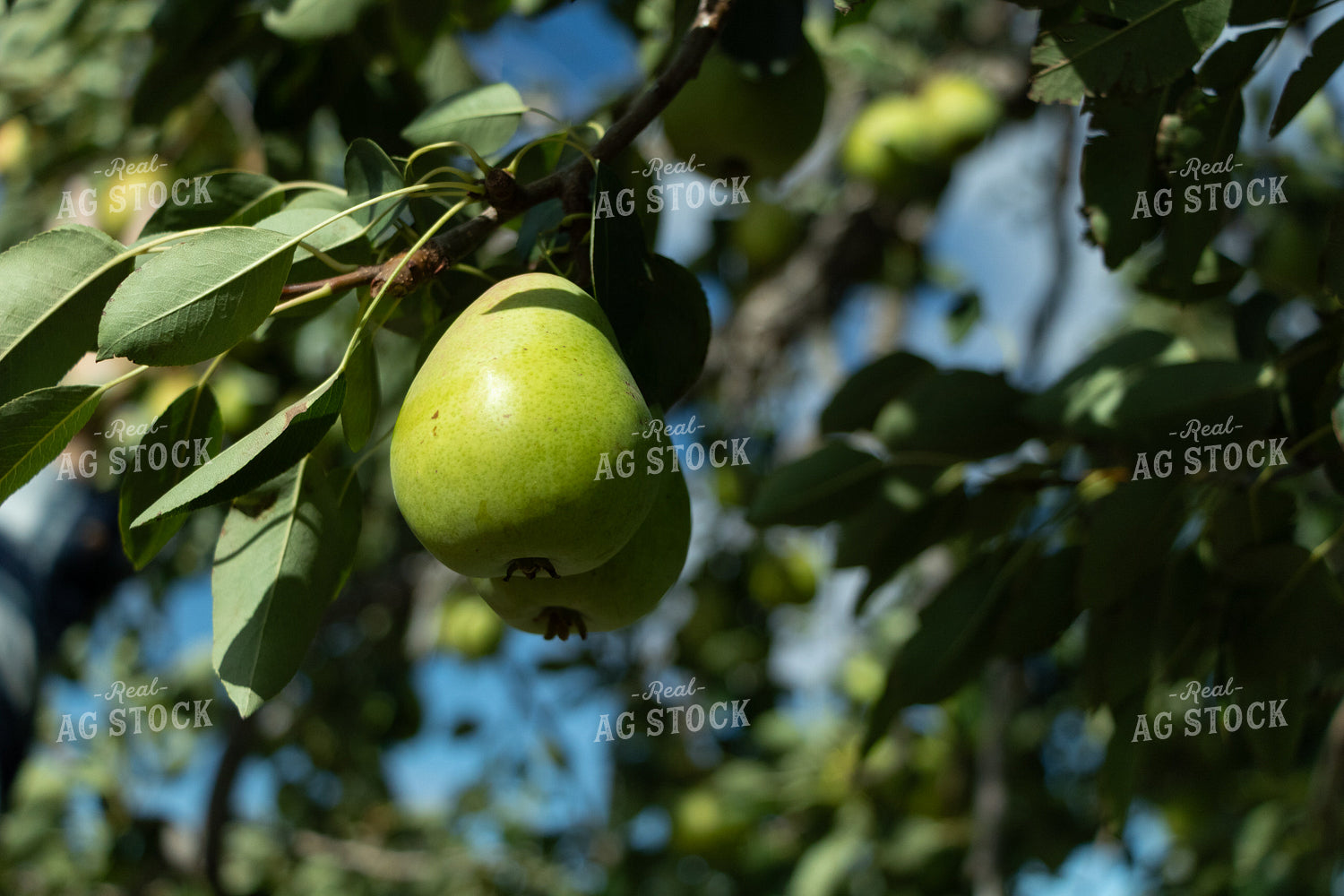 Pears 60091