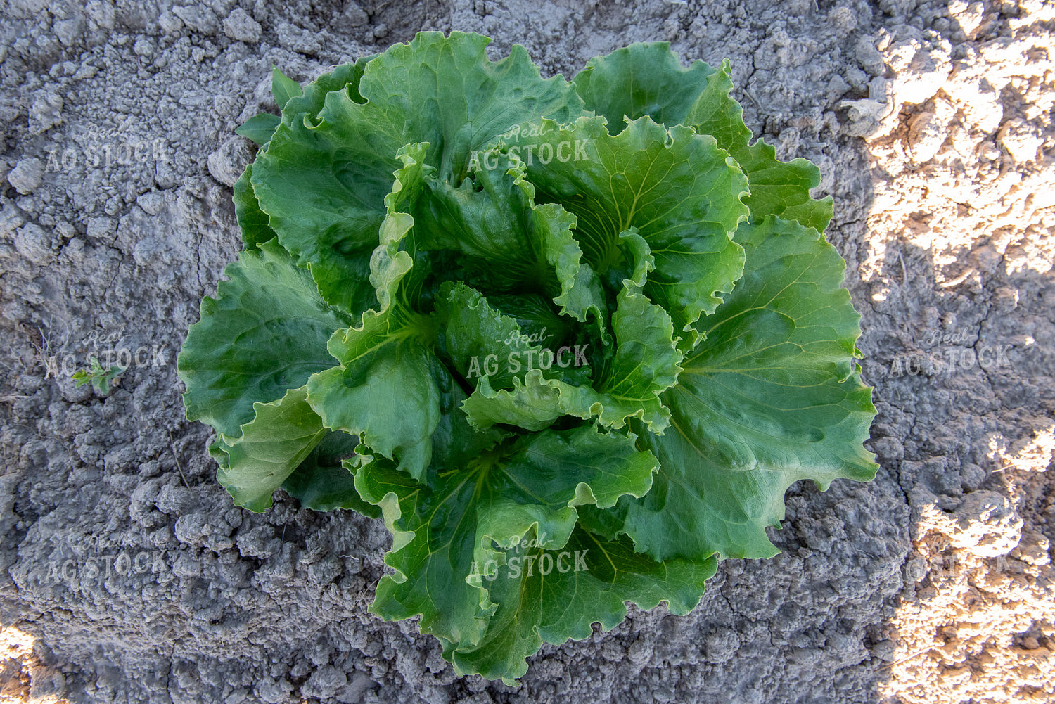 Lettuce 236036