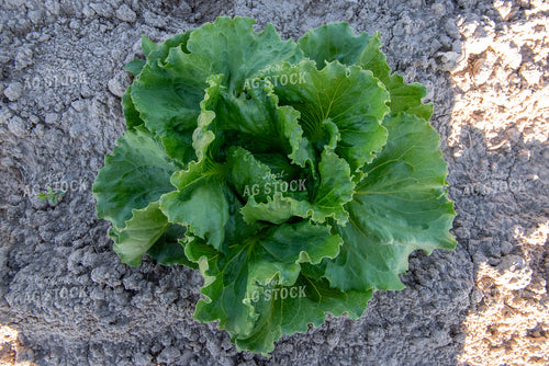 Lettuce 236036