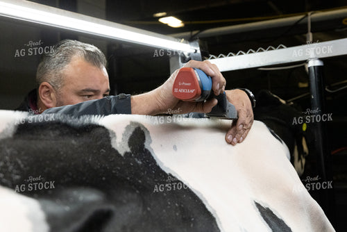 Clipping Show Cattle 270111
