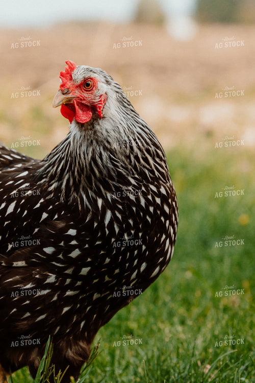 Pullet Laying Chicken 104073
