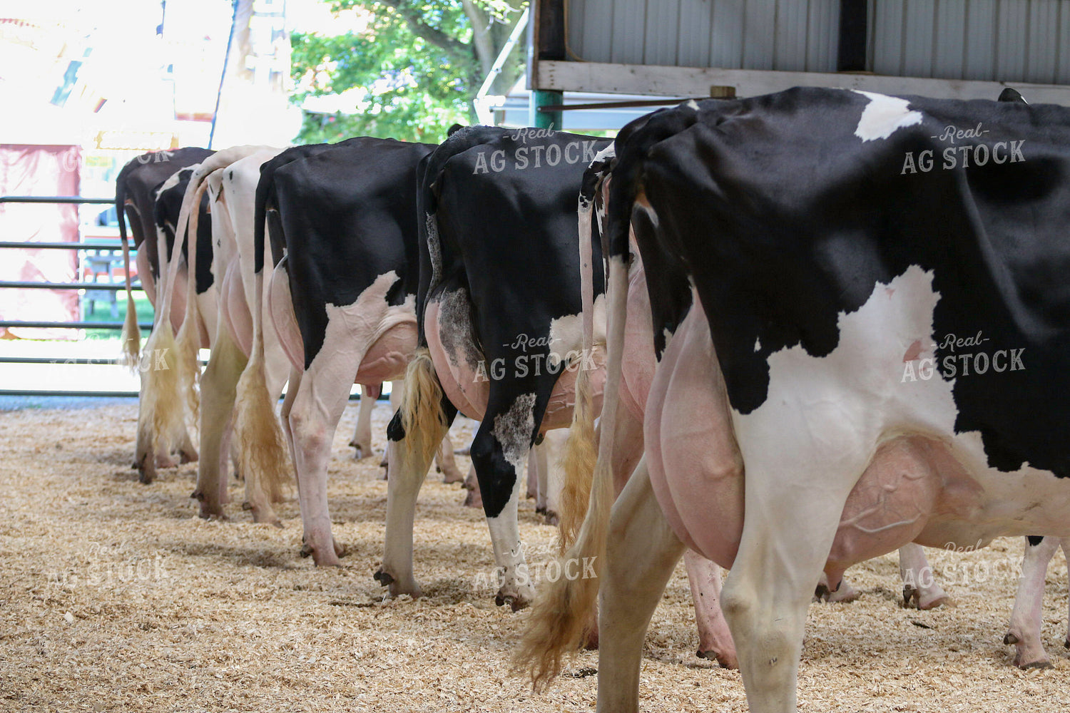 Dairy Cattle Show 160486