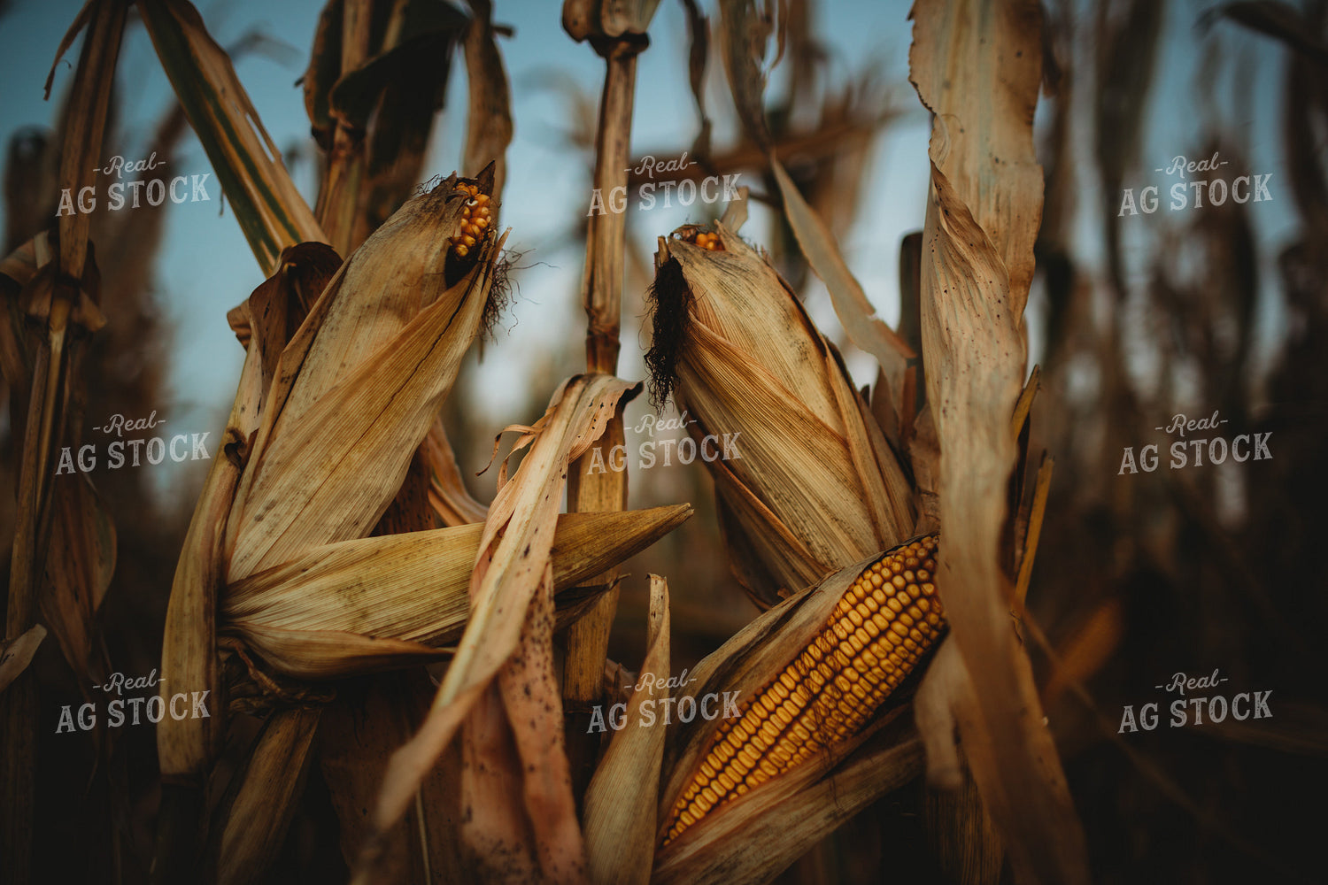 Dried Ear of Corn 3402