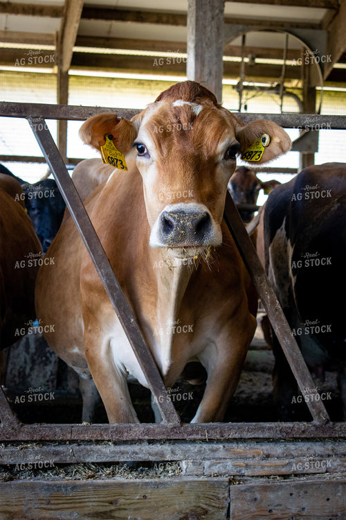 Dairy Cow in Barn 50027