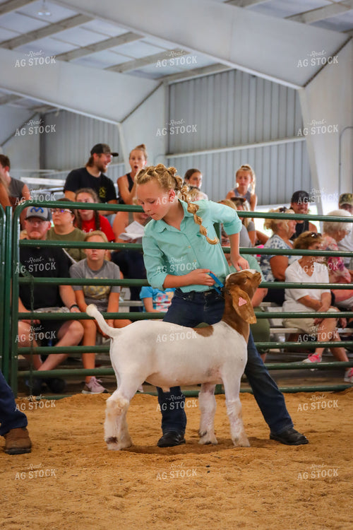 4H Kid Showing Goat 52198