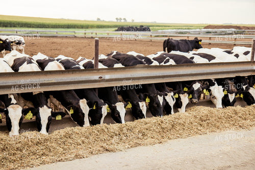 Holstein Cattle in Lot 67394