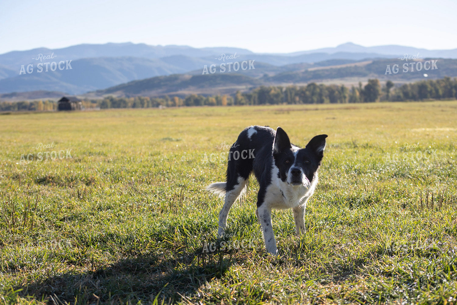 Farm Dog 117141