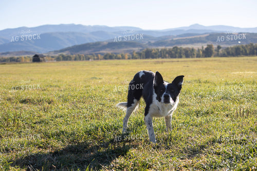 Farm Dog 117141