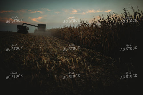 Combine Picking Corn and Filling Grain Cart at Dusk 3396