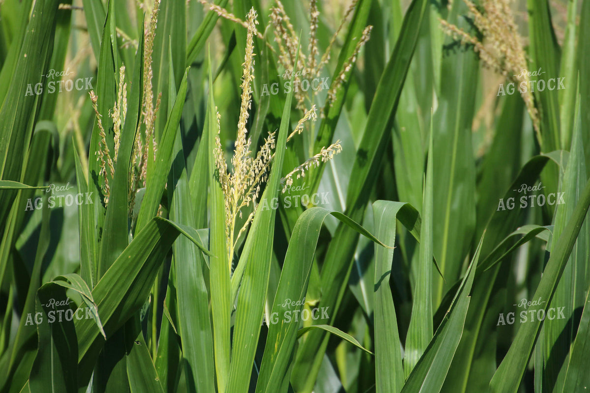 Mid-Season Corn Field 82474