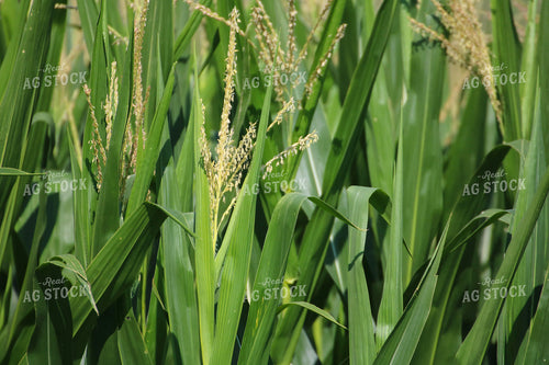 Mid-Season Corn Field 82474