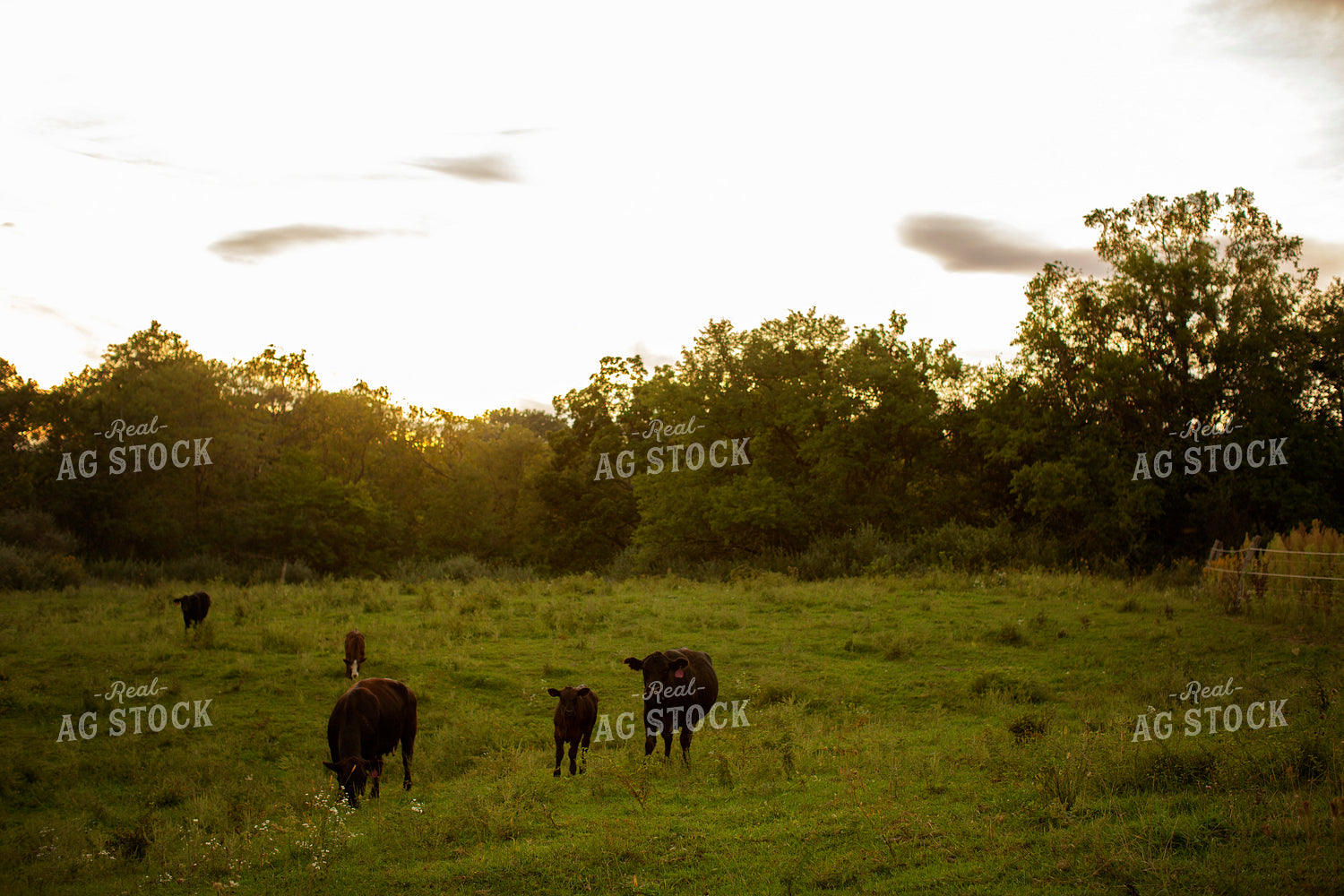 Cattle 2430