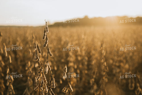 Dried Soybean Plant and Pods with Dust at Sunset 4863