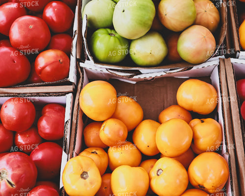 Tomato Varieties 252016