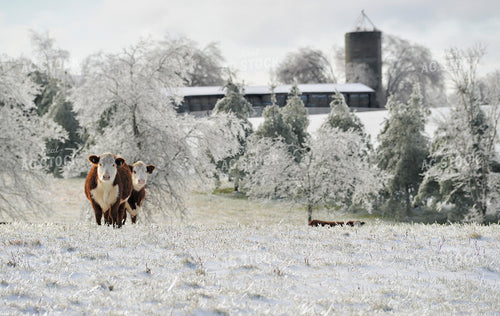 Herefords in Snowy Pasture 110021