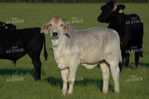 Cattle in Pasture 119003