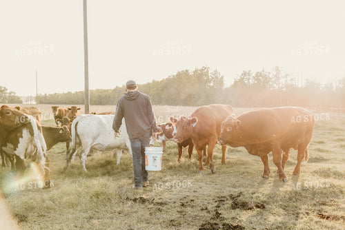 Rancher with Cattle 64152