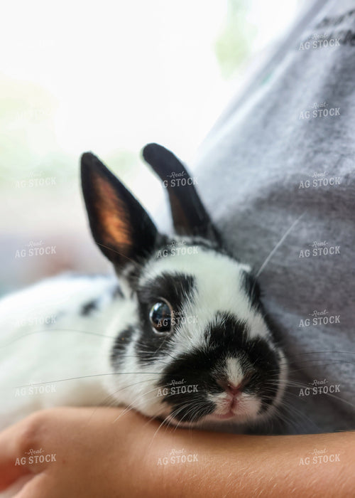 Showing Rabbits 160226
