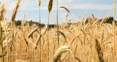 Cereal Rye Cover Crop 6053