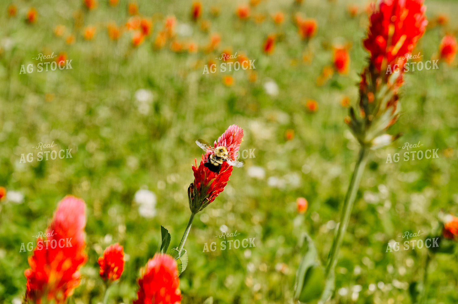 Crimson Clover Seed in Field 125029