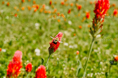Crimson Clover Seed in Field 125029