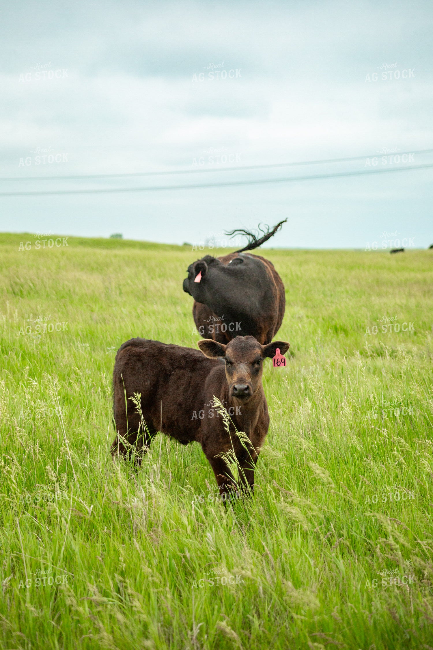 Cattle on Pasture 155658