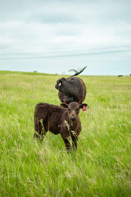 Cattle on Pasture 155658