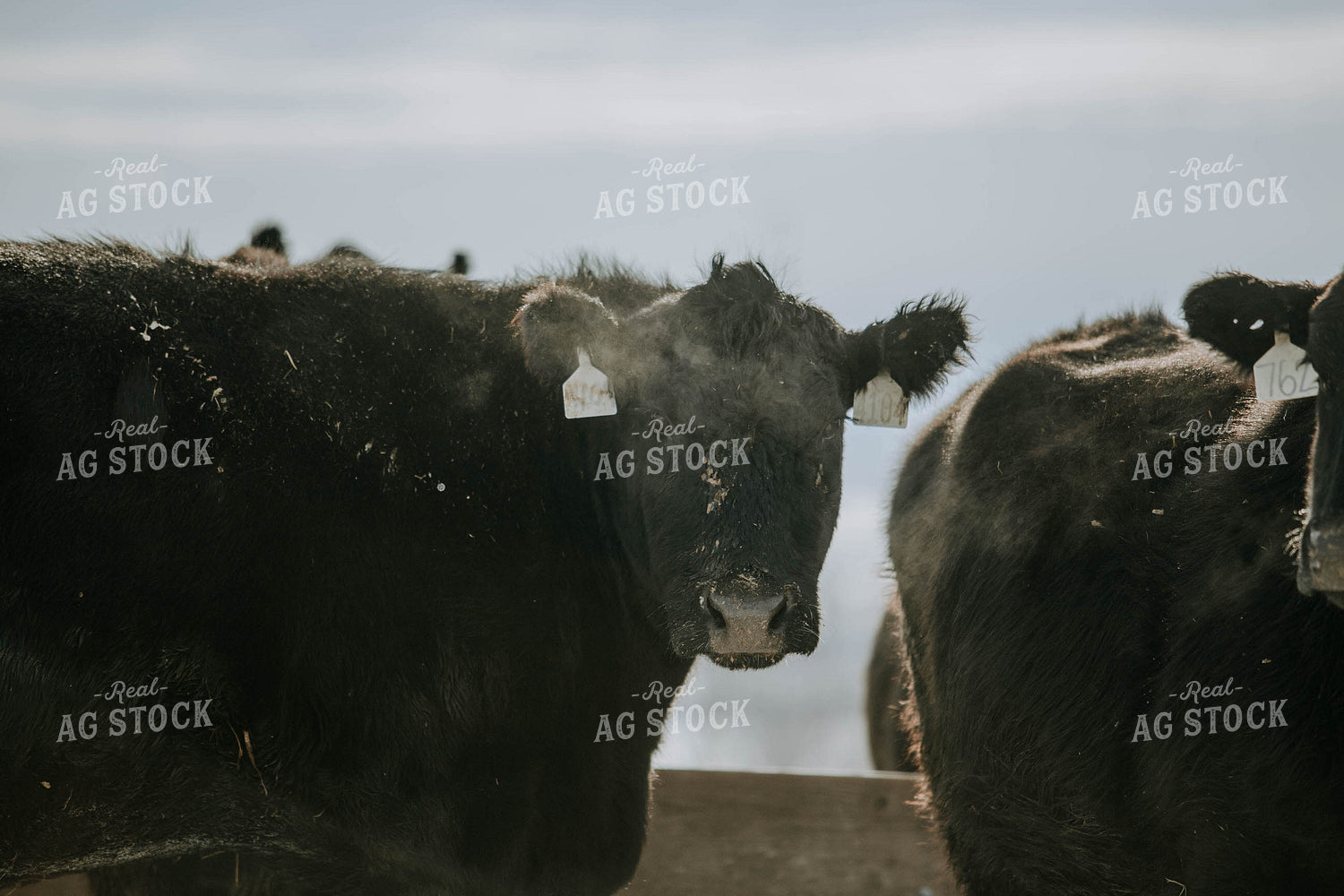 Angus Cows 77042