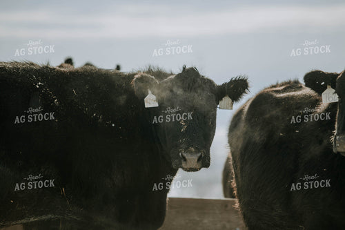 Angus Cows 77042