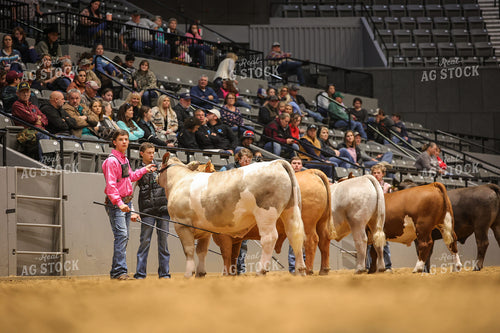 Showing Cattle 52354