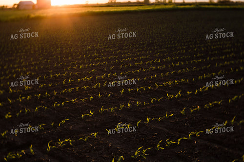 Early Growth Corn 2978