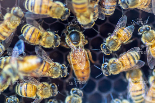 Honeybees on Honeycomb 105009