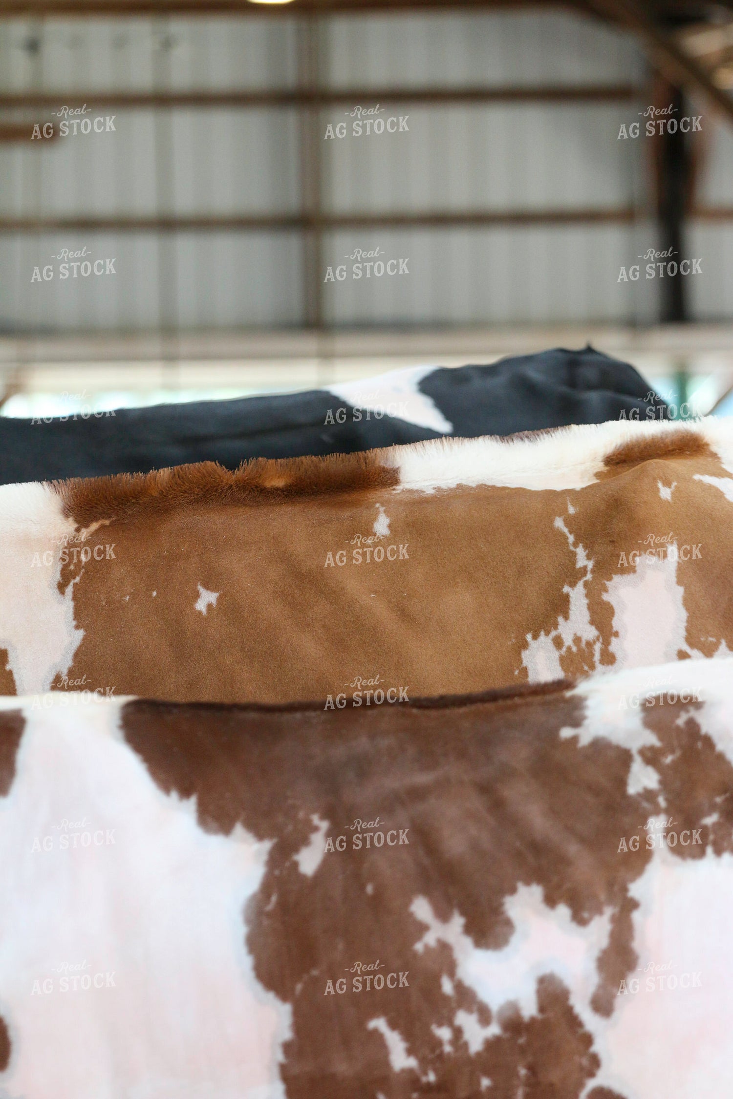 Dairy Cattle Show 160480